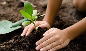 Plant a tree
