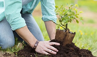 Don't make Trees rare