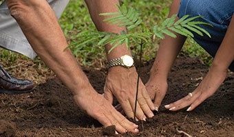 Trees on, Global warming gone