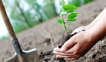 Trees give good look